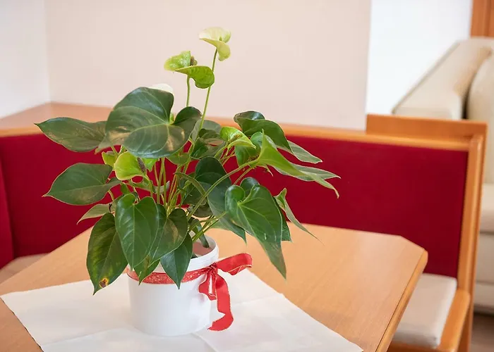 公寓 Dr. Aufmesser